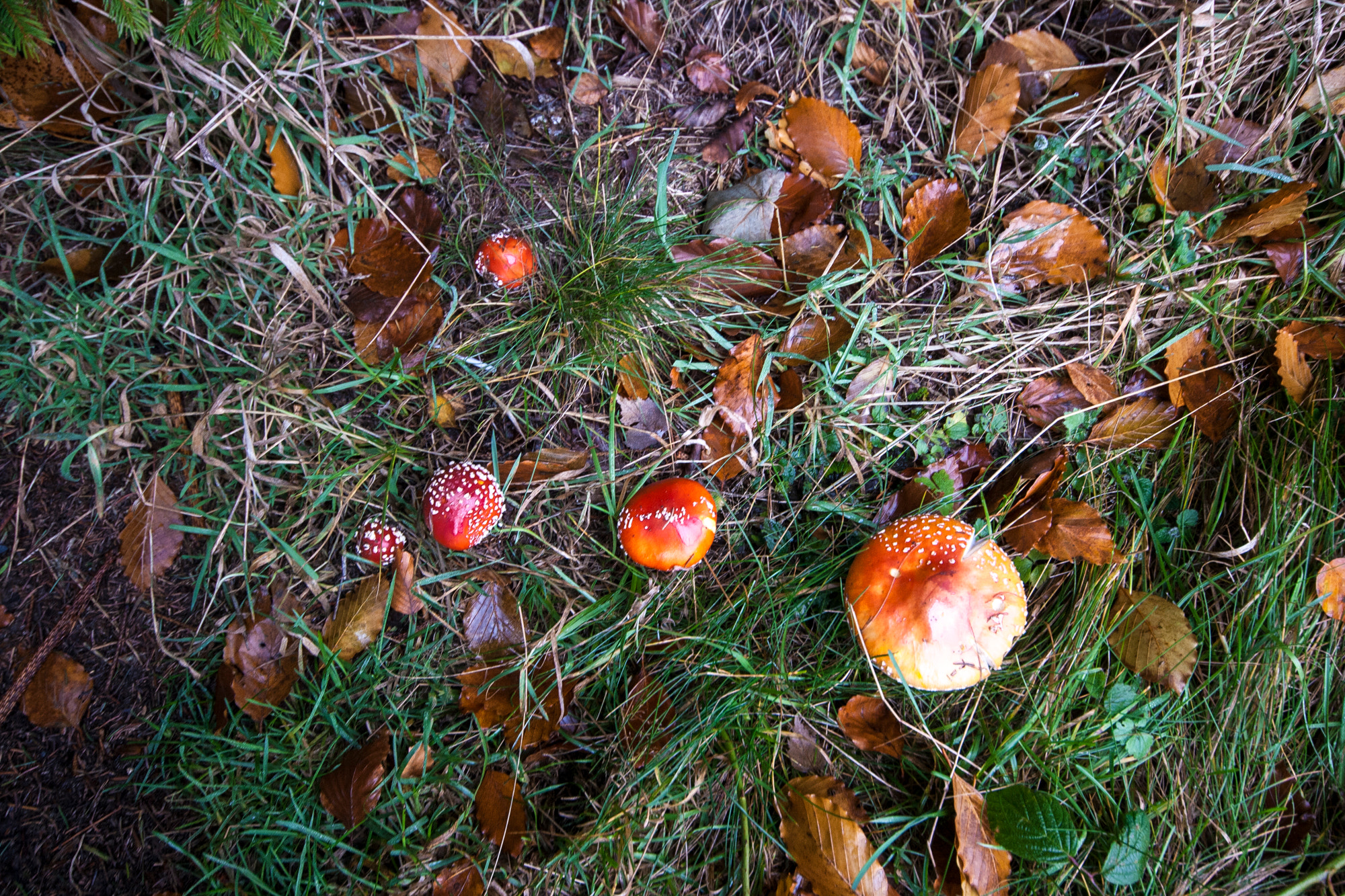 Sigma 10-20mm F4-5.6 EX DC HSM sample photo. Szyndzielnia listopad photography