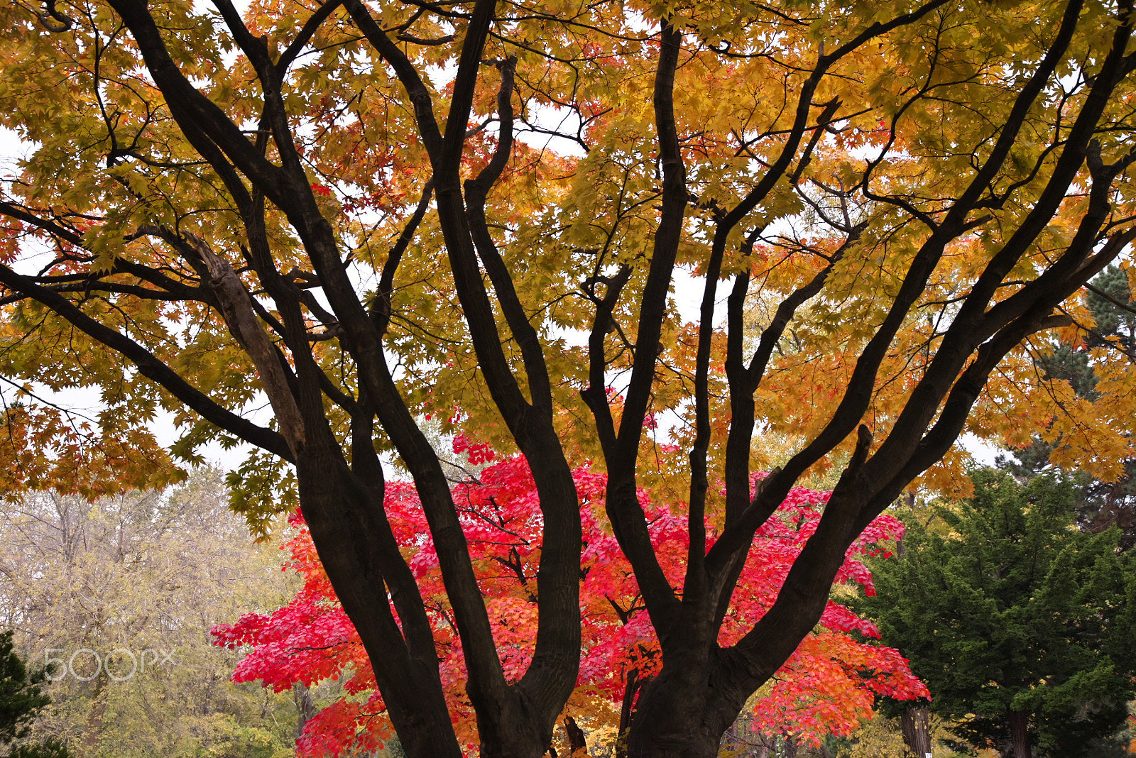 VR 24-105mm F/4.0 G sample photo. An aspect of autumn photography