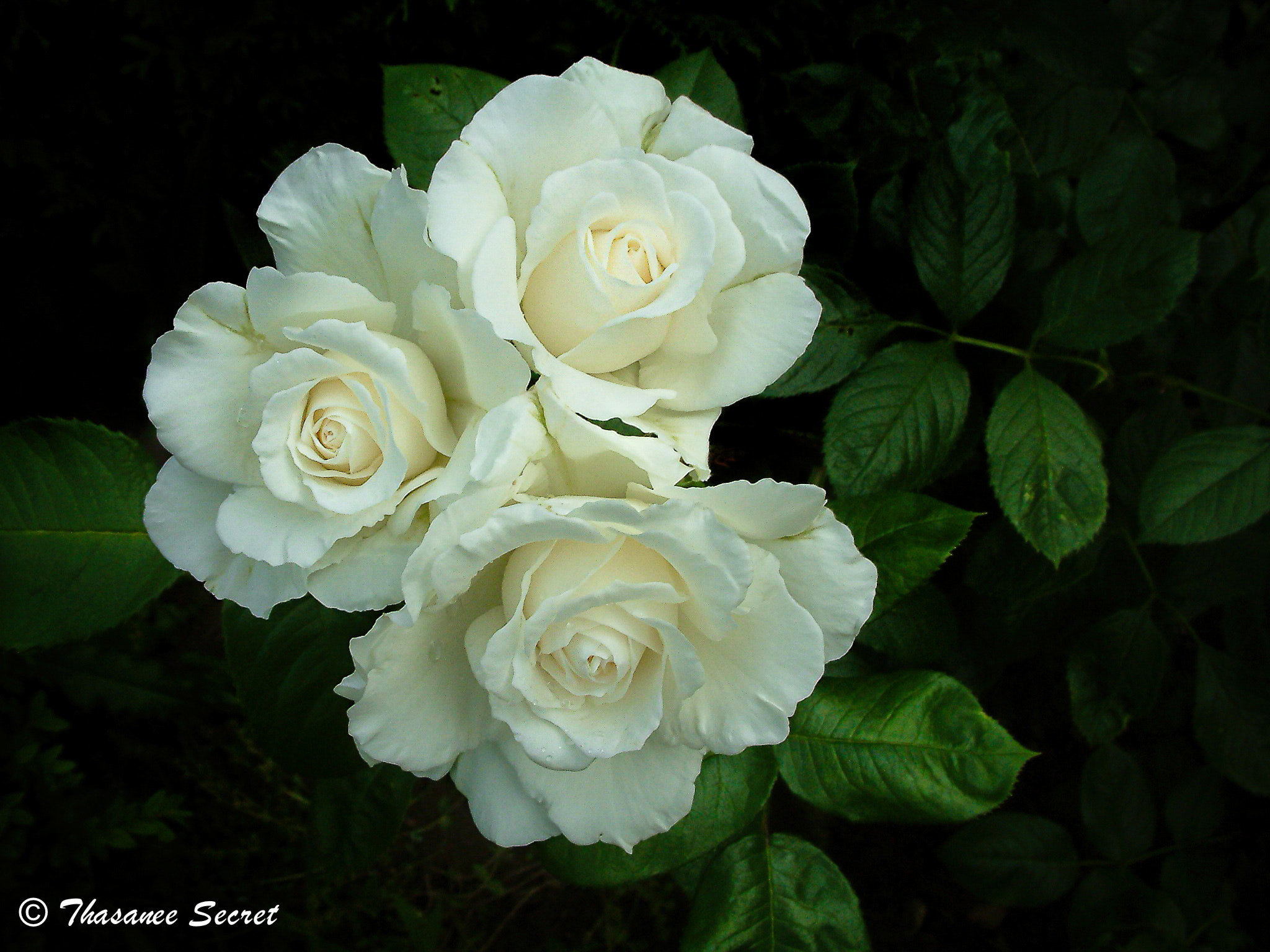 Fujifilm FinePix S602 ZOOM sample photo. White roses photography