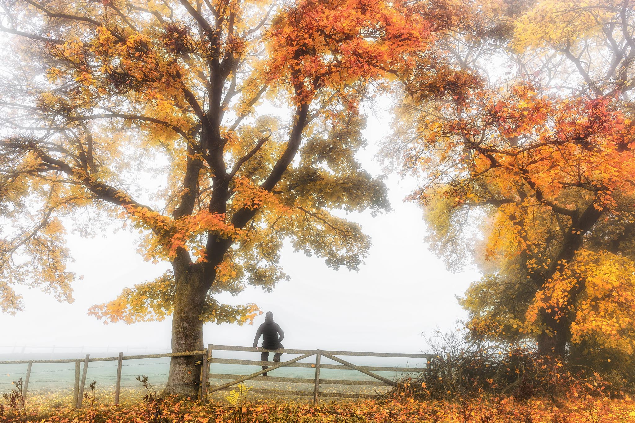 Canon EF 24mm F2.8 IS USM sample photo. Herbst photography