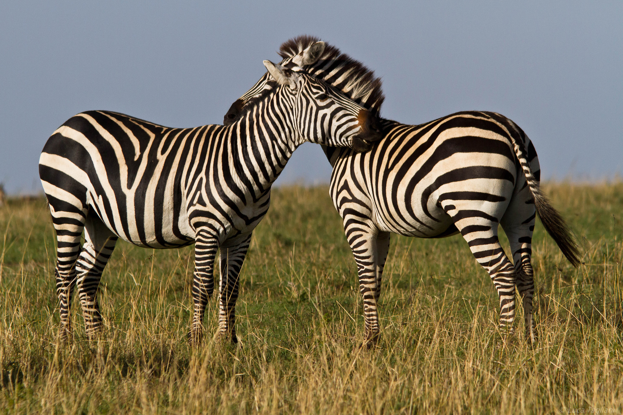 Canon EF 300mm F4L IS USM sample photo. Zebra friends photography