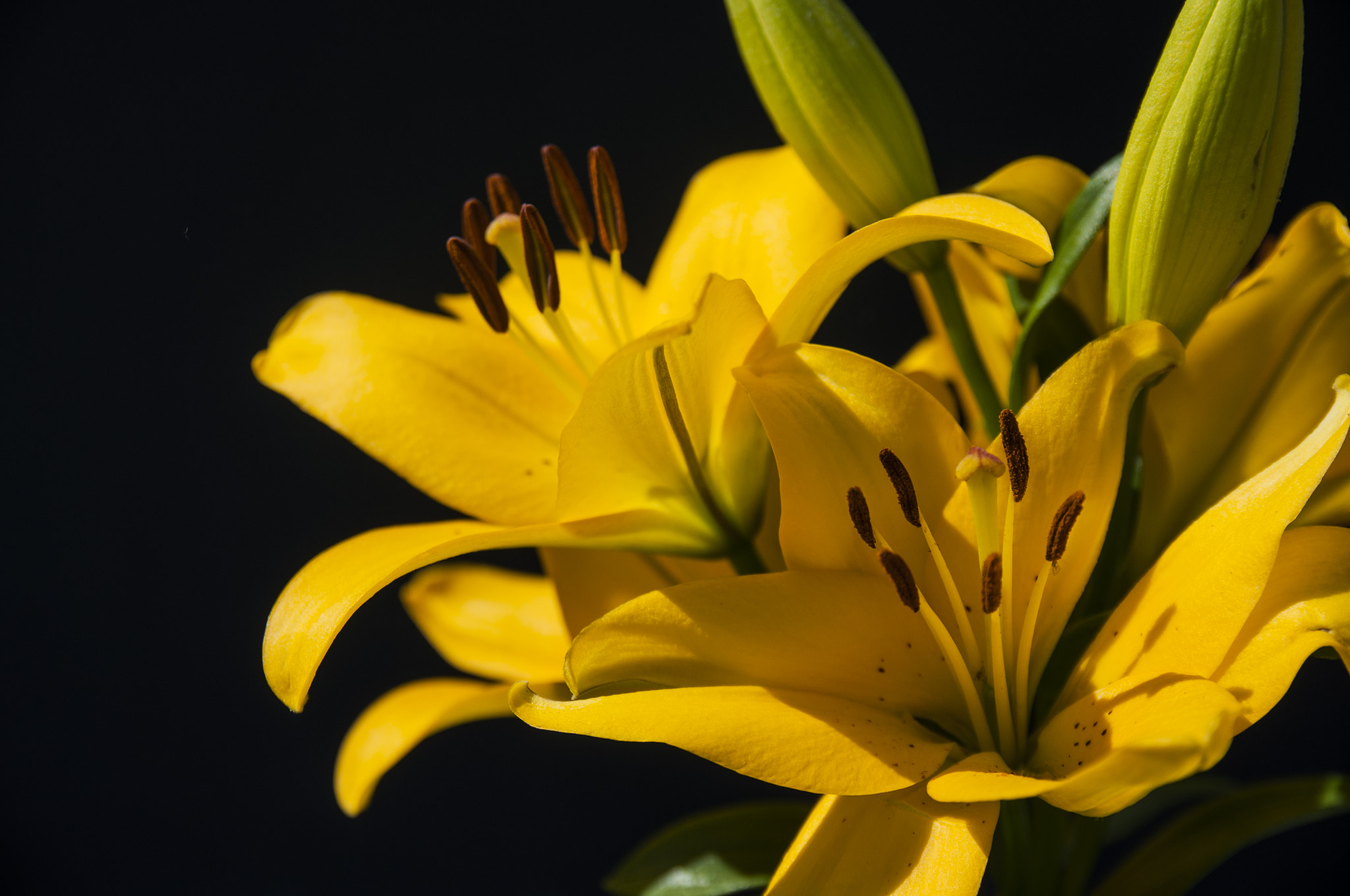 Sigma 17-50mm F2.8 EX DC OS HSM sample photo. Lilium photography