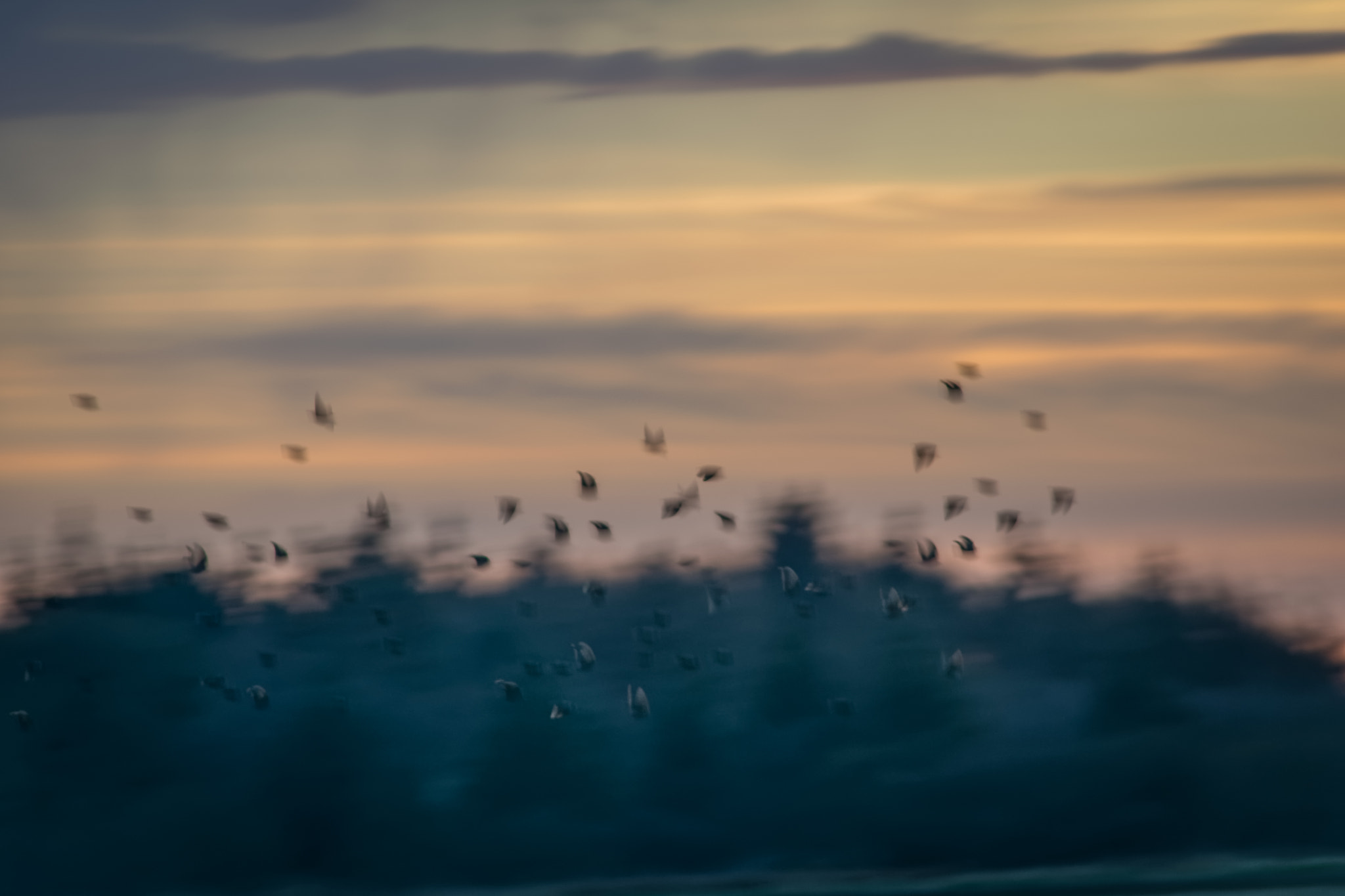 AF Nikkor 300mm f/4 IF-ED sample photo. Flock of starlings photography