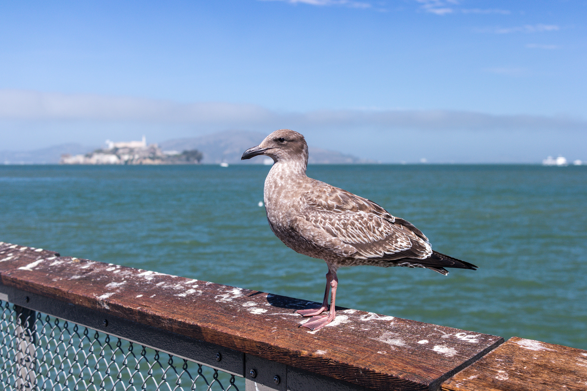 Samsung NX300 + Samsung NX 30mm F2 Pancake sample photo. Sf seagull donimation photography