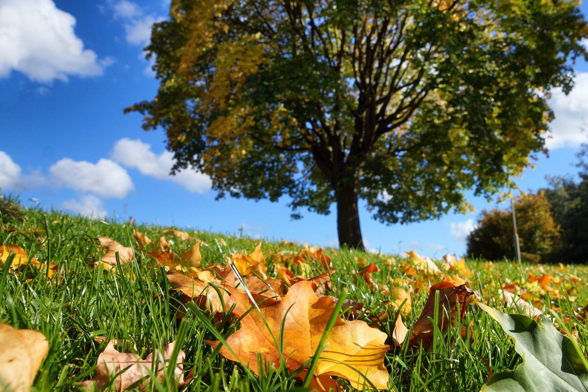 Sony SLT-A57 sample photo. Autumn tree photography