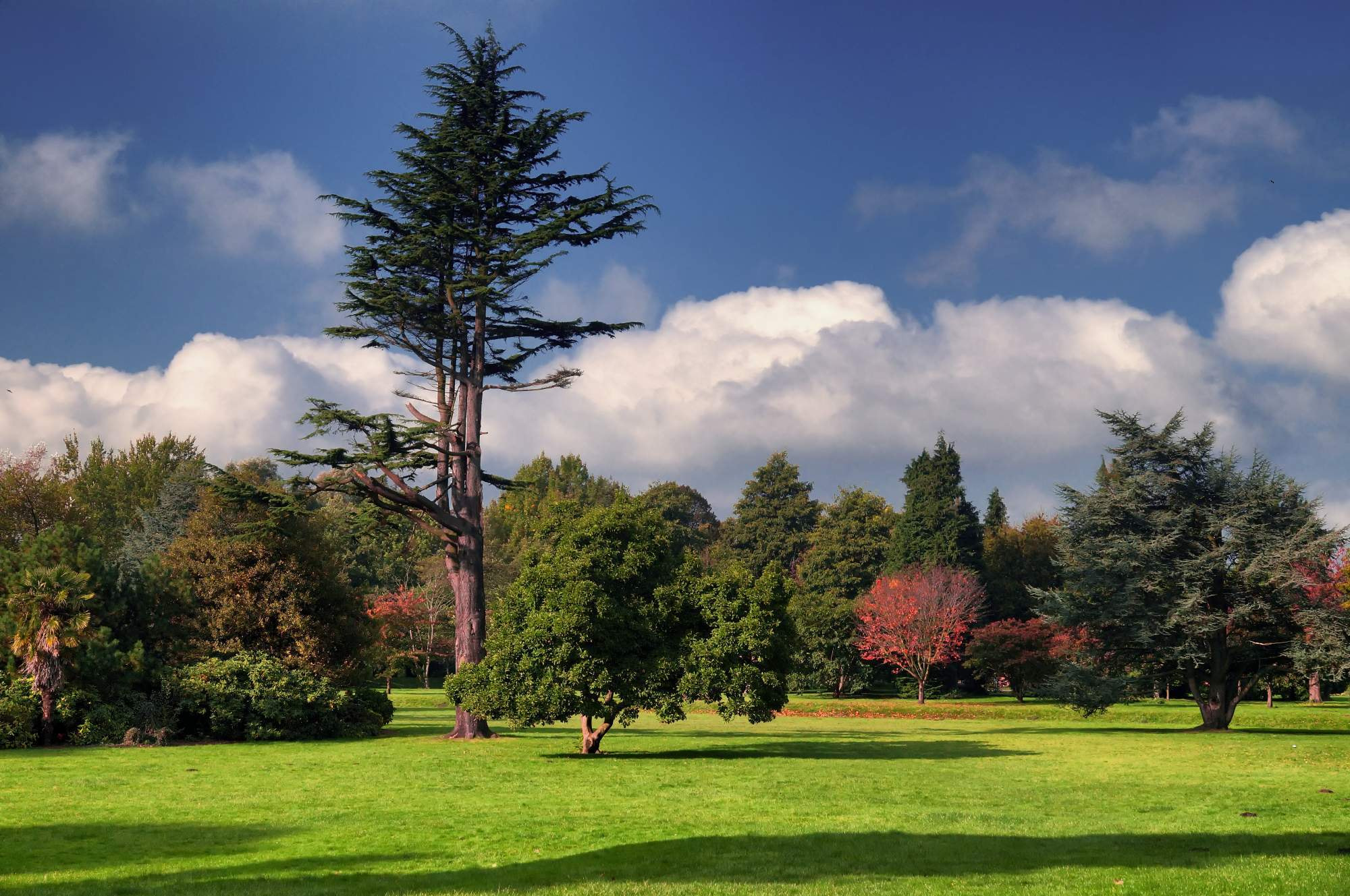 Sony SLT-A57 sample photo. Cardiff park photography