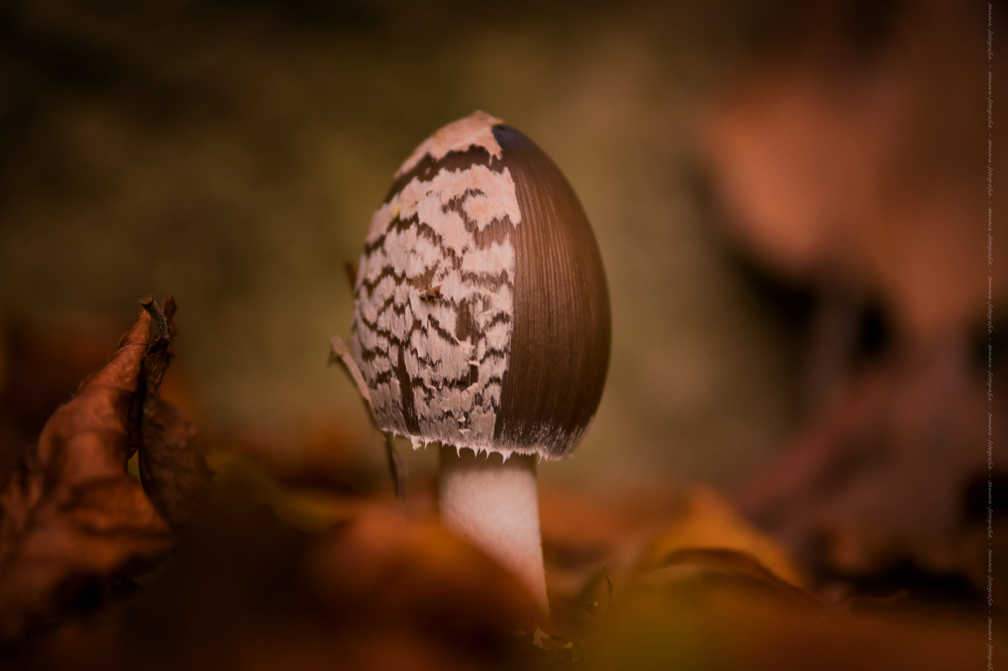 Sony ILCA-77M2 sample photo. Little mushroom photography