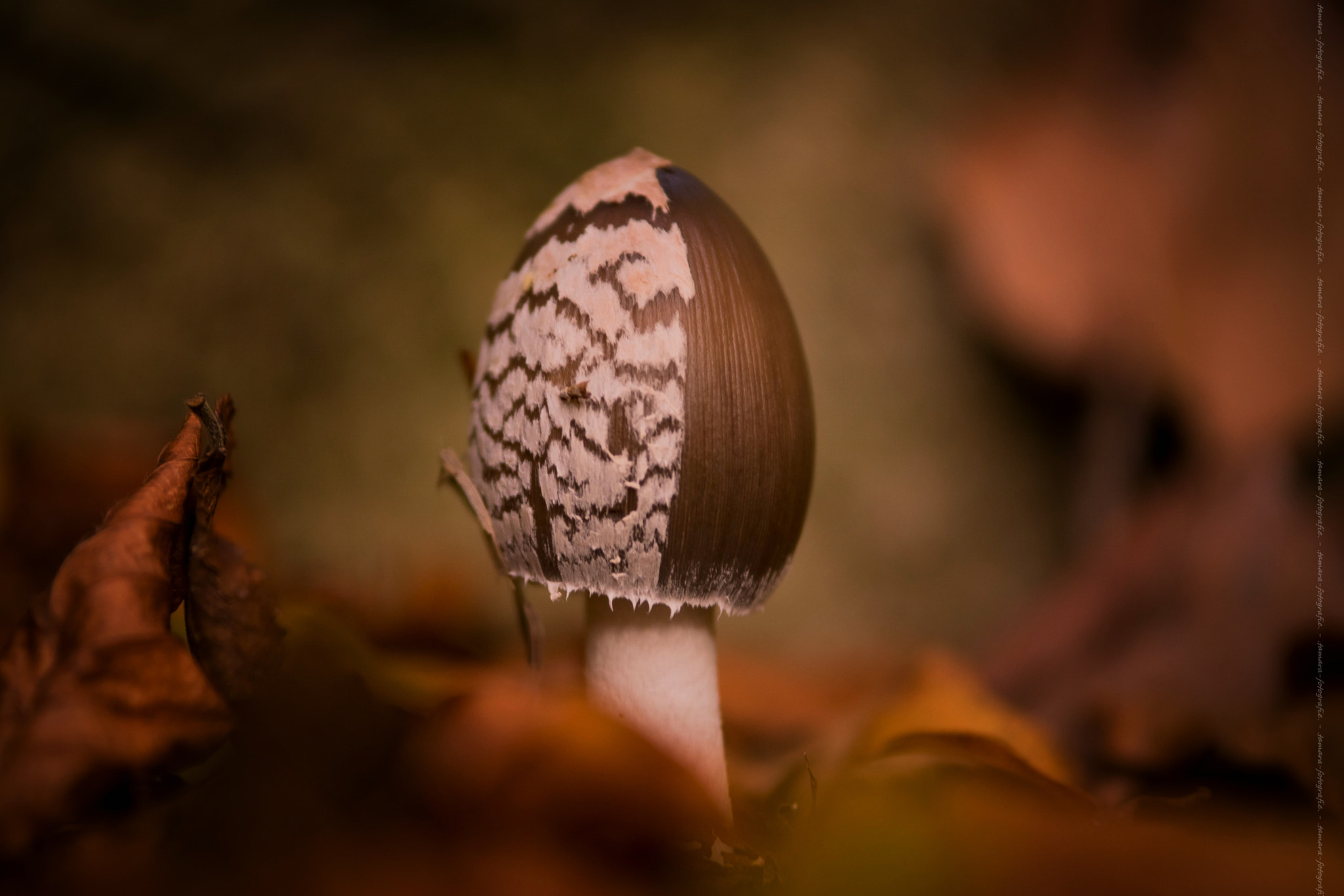 Tamron SP AF 70-200mm F2.8 Di LD (IF) MACRO sample photo. Little mushroom photography