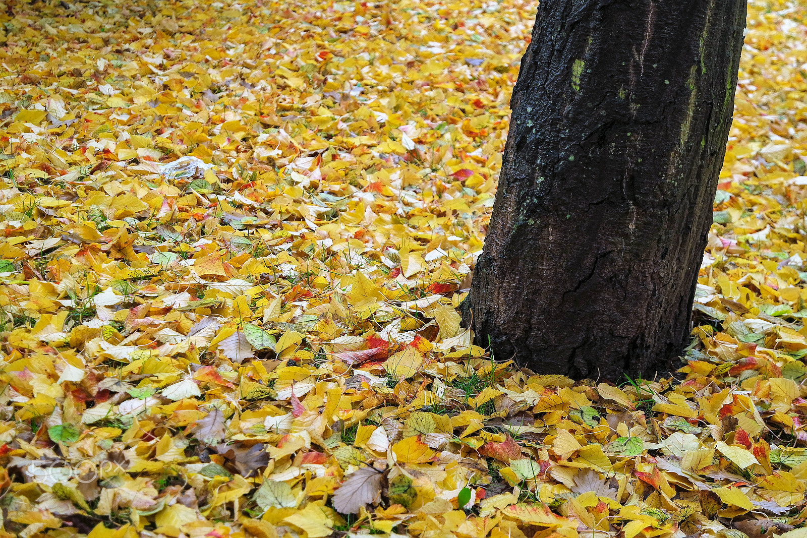 Samsung NX 16-50mm F3.5-5.6 Power Zoom ED OIS sample photo. Herbst / autumn.... photography