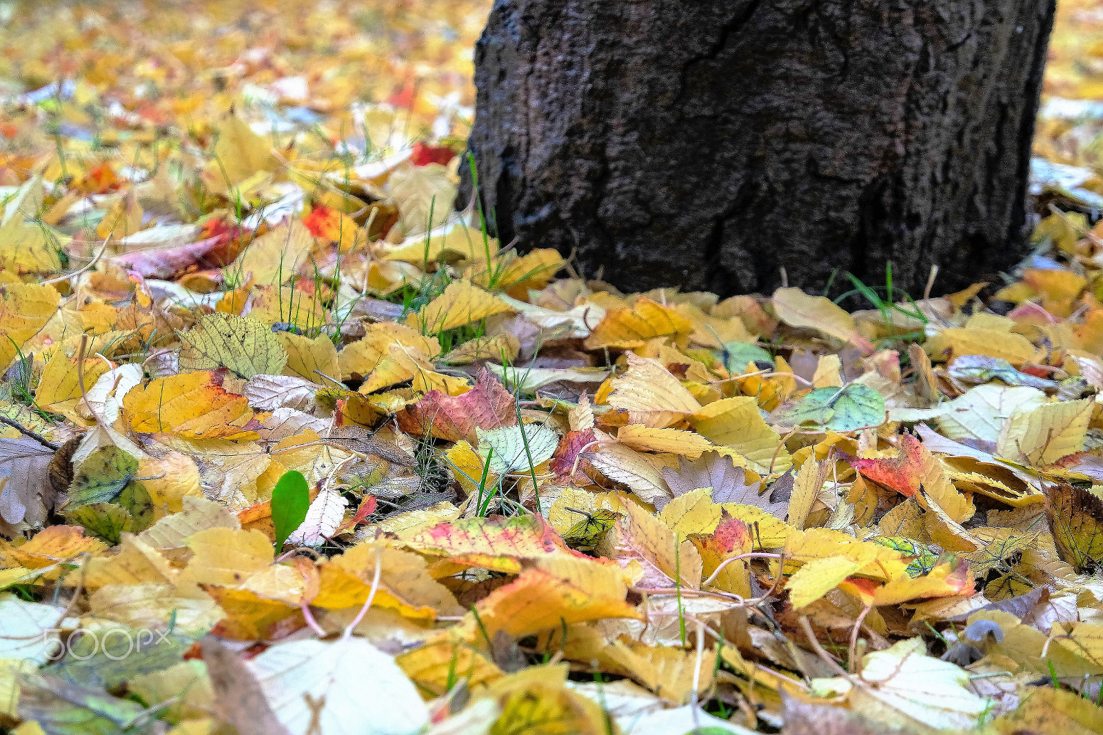 Samsung NX 16-50mm F3.5-5.6 Power Zoom ED OIS sample photo. Herbst / autumn.... photography