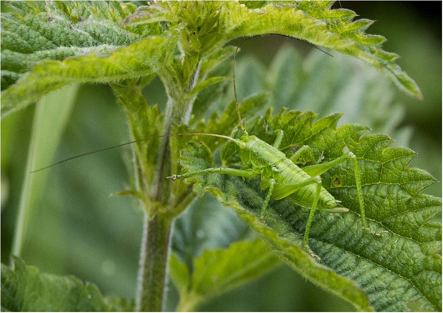 Canon EF 100-400mm F4.5-5.6L IS USM sample photo. Grasshopper on nattle... photography
