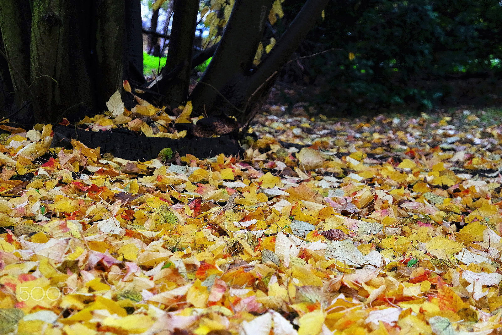 Samsung NX 16-50mm F3.5-5.6 Power Zoom ED OIS sample photo. Herbst / autumn.... photography