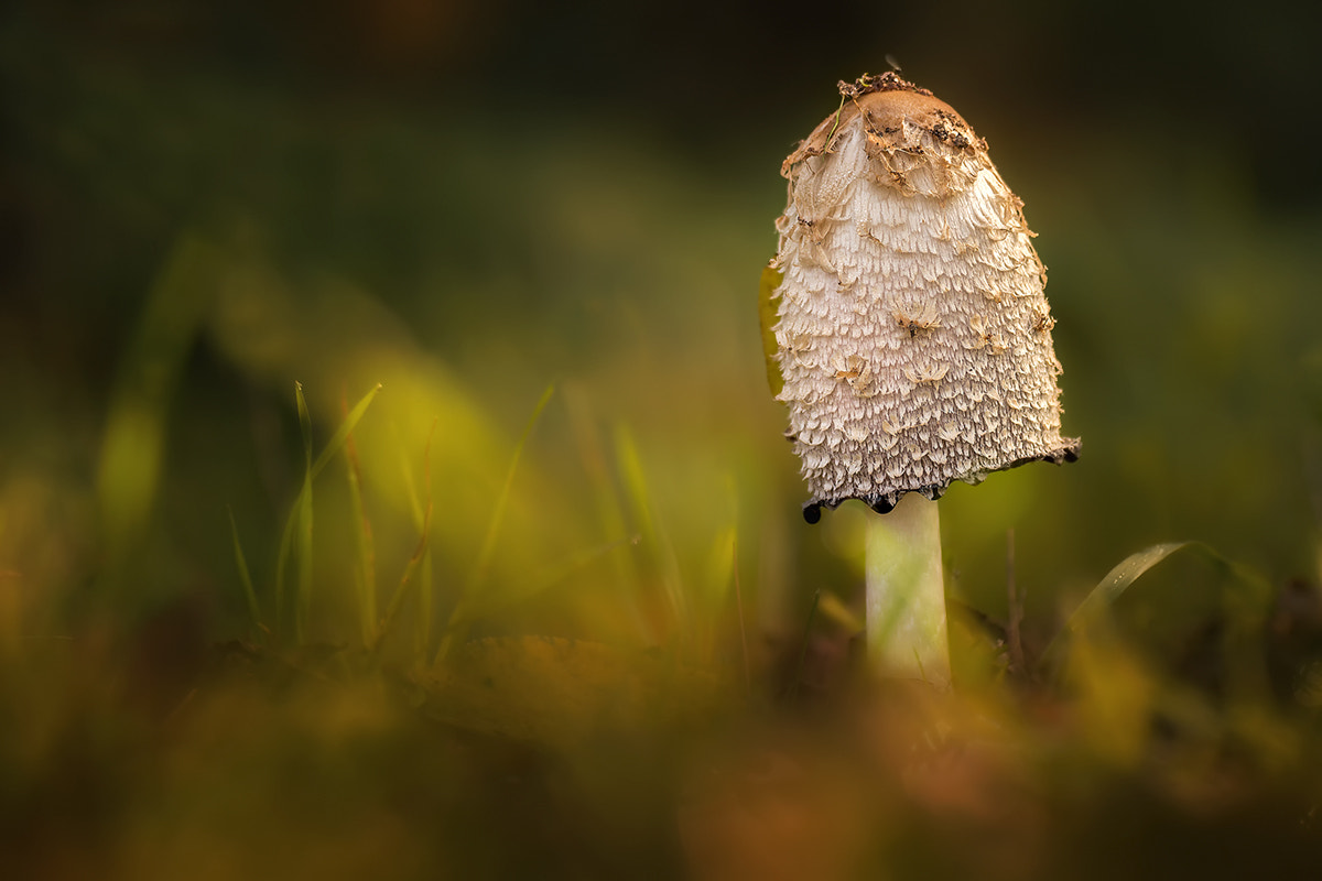 Canon EF 180mm F3.5L Macro USM sample photo. Coprinopsis atramentaria (tintling) photography