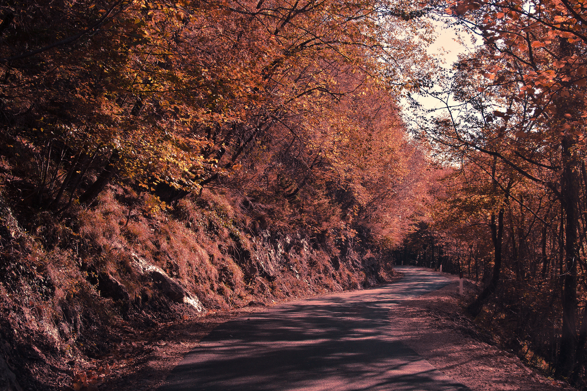 Canon EF-S 18-55mm F3.5-5.6 II sample photo. Autumn in tirana photography