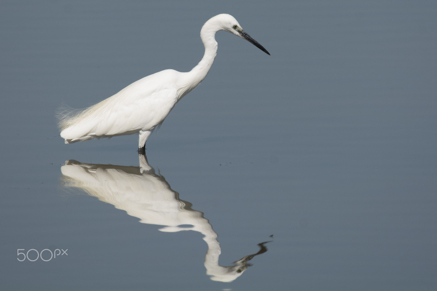 Sigma 150-600mm F5-6.3 DG OS HSM | S sample photo. Great egret photography