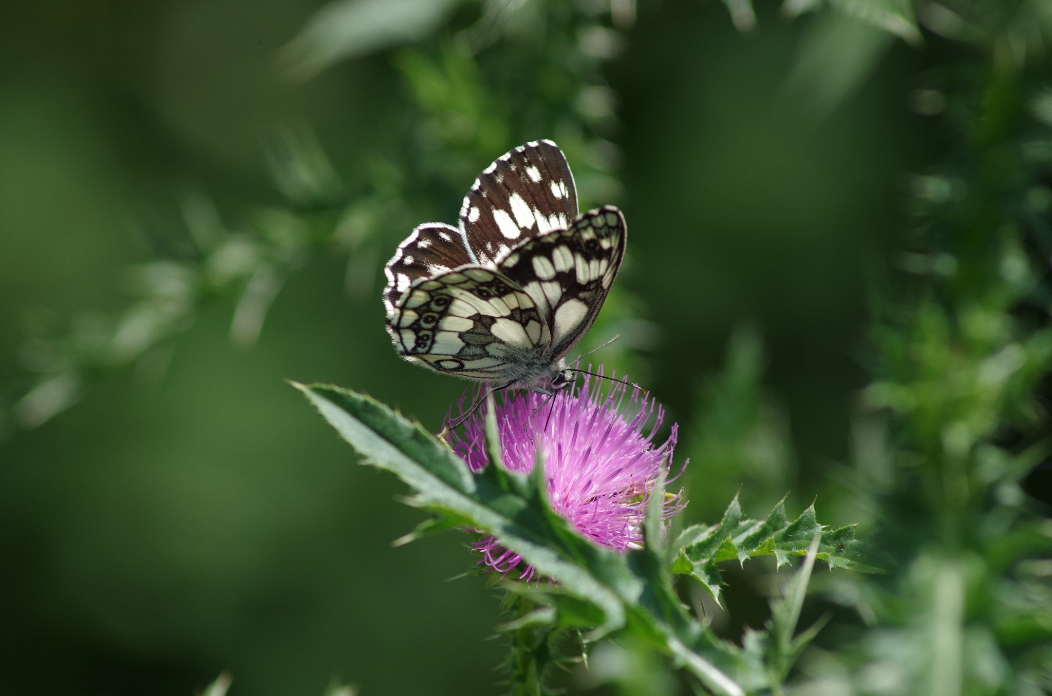 Pentax K-30 sample photo. Бабочка photography