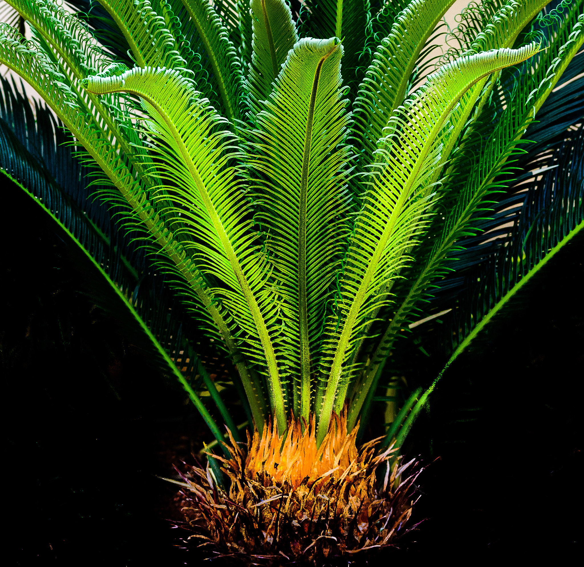 Nikon D40X sample photo. Feather in the crown photography