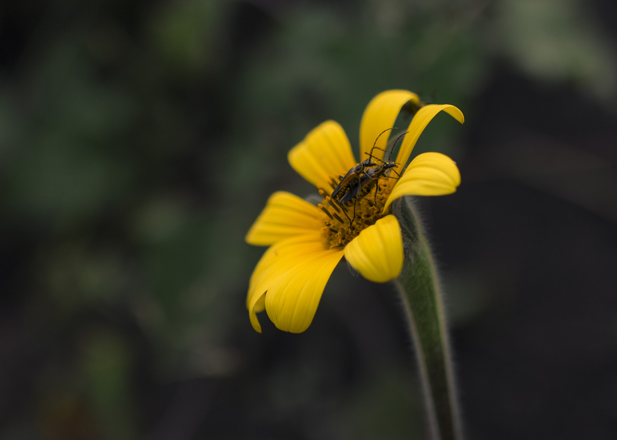 Sigma 35mm F1.4 DG HSM Art sample photo. Magic photography