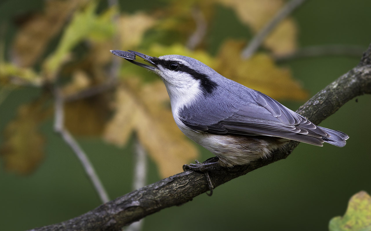 Canon EOS 7D + Canon EF 300mm F4L IS USM sample photo. С удлинителем клюва photography