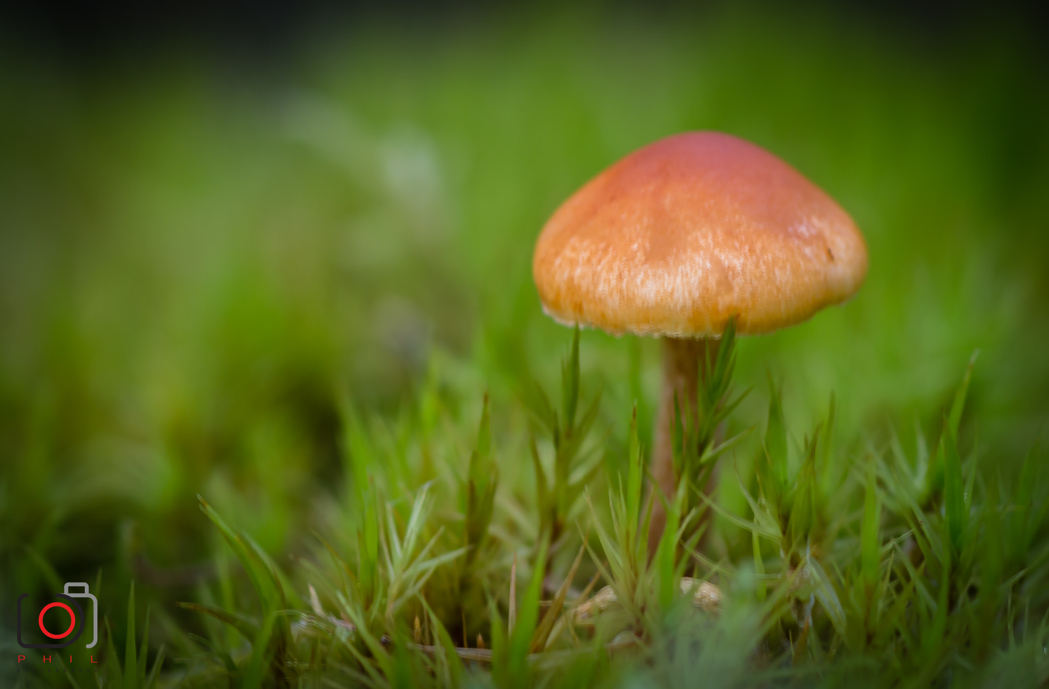 Canon EOS 70D + Canon EF 100mm F2.8 Macro USM sample photo. Macro mushroom photography