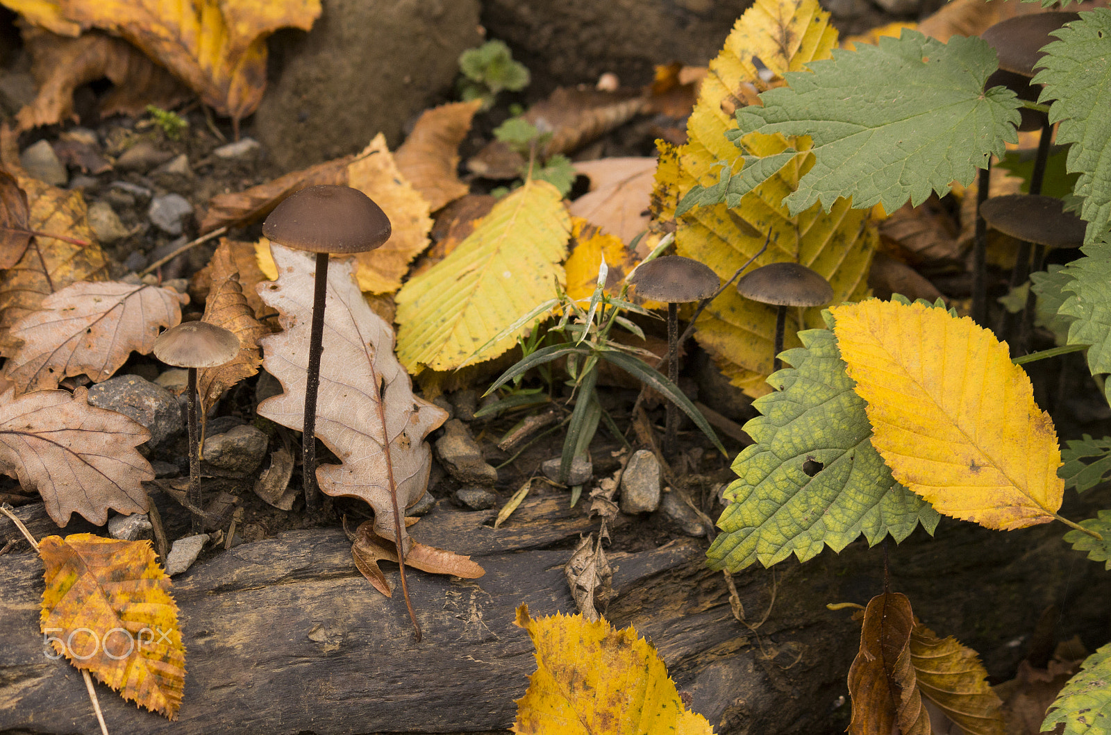 Canon EF-S 55-250mm F4-5.6 IS sample photo. Forest floor in autumn photography