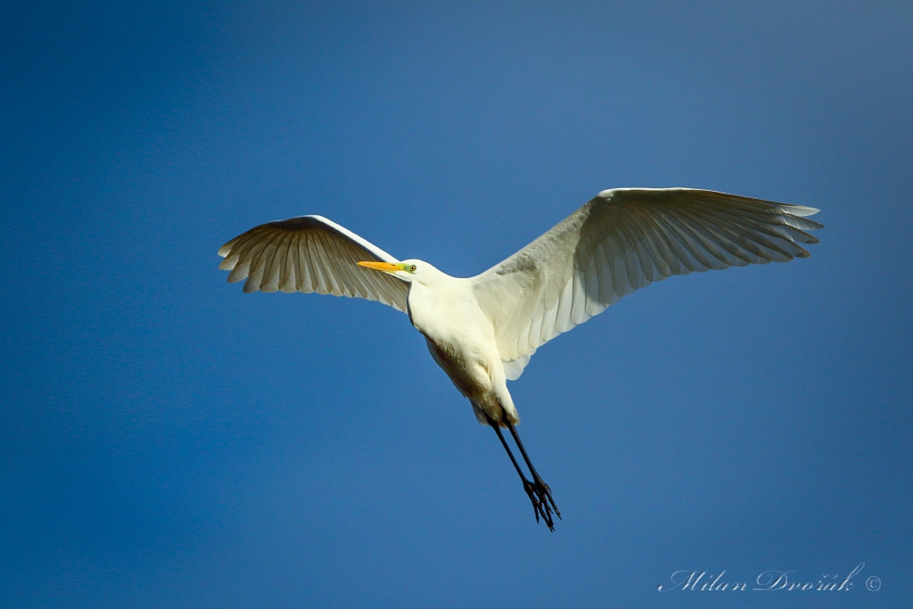 Canon EF 300mm F2.8L IS USM sample photo. Curvaceous white ballerina in the air photography