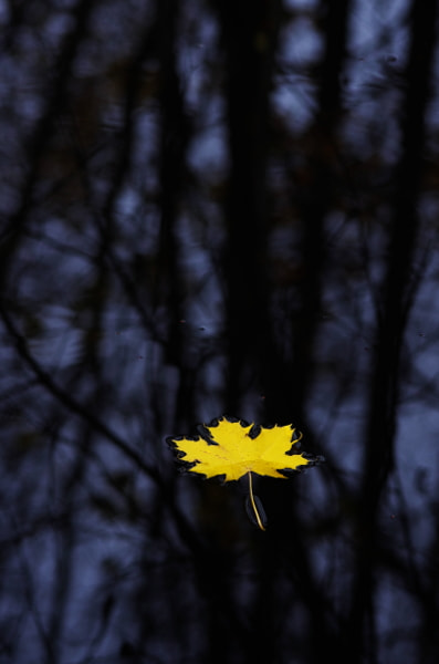 Pentax K-5 II sample photo. A yellow leaf photography