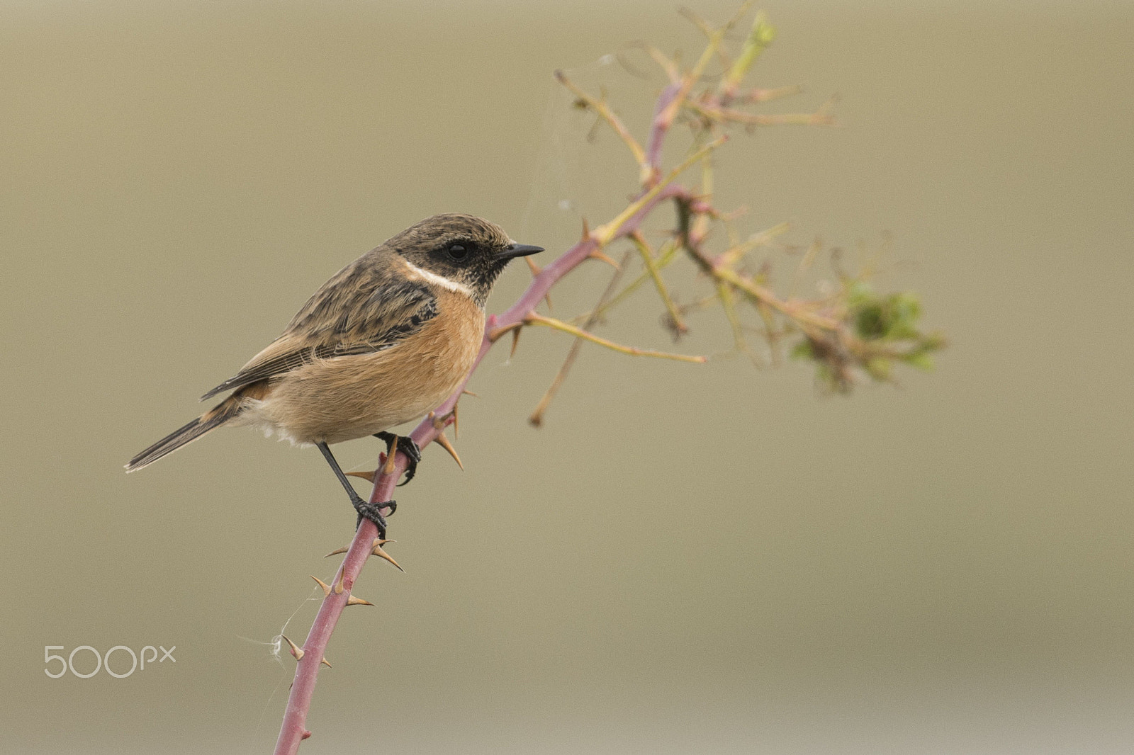 Nikon D7100 sample photo. Stonechat on a branch of a dog rose photography