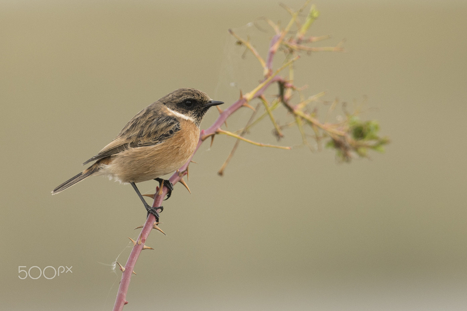 Nikon D7100 + Nikon AF-S Nikkor 500mm F4G ED VR sample photo. Stonechat on a branch of a dog rose photography