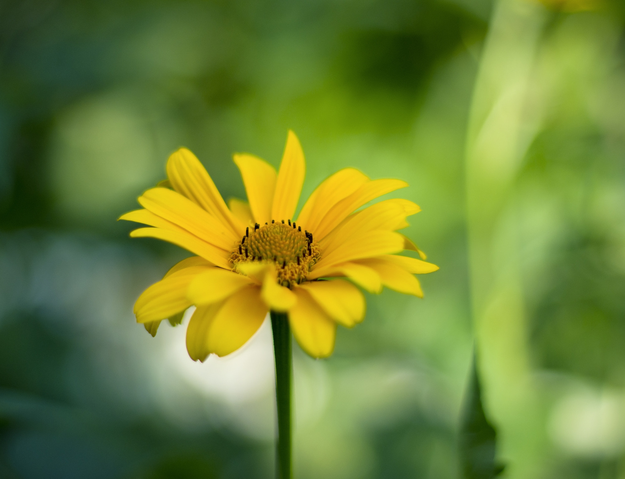 Pentax K-x + A Series Lens sample photo. Flower photography