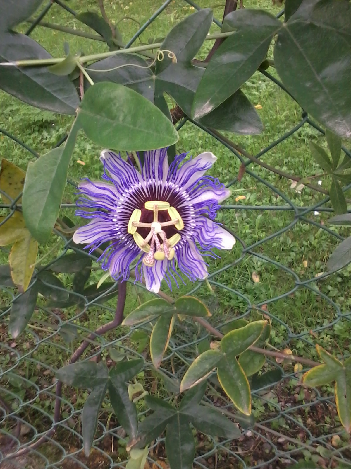 Samsung Galaxy Y sample photo. Passiflora photography