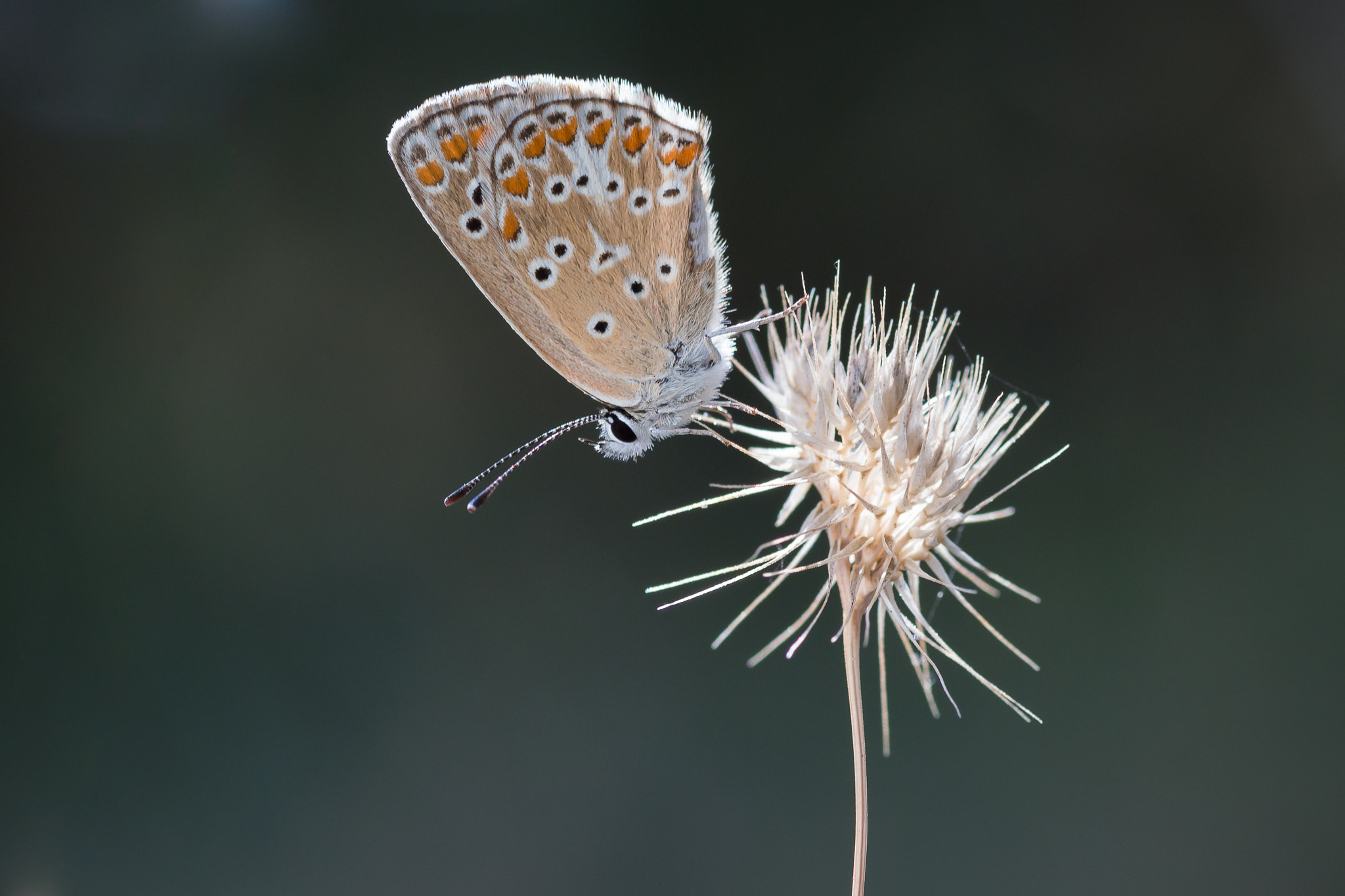 Canon EOS 650D (EOS Rebel T4i / EOS Kiss X6i) + Tamron SP AF 90mm F2.8 Di Macro sample photo. Butterfly photography