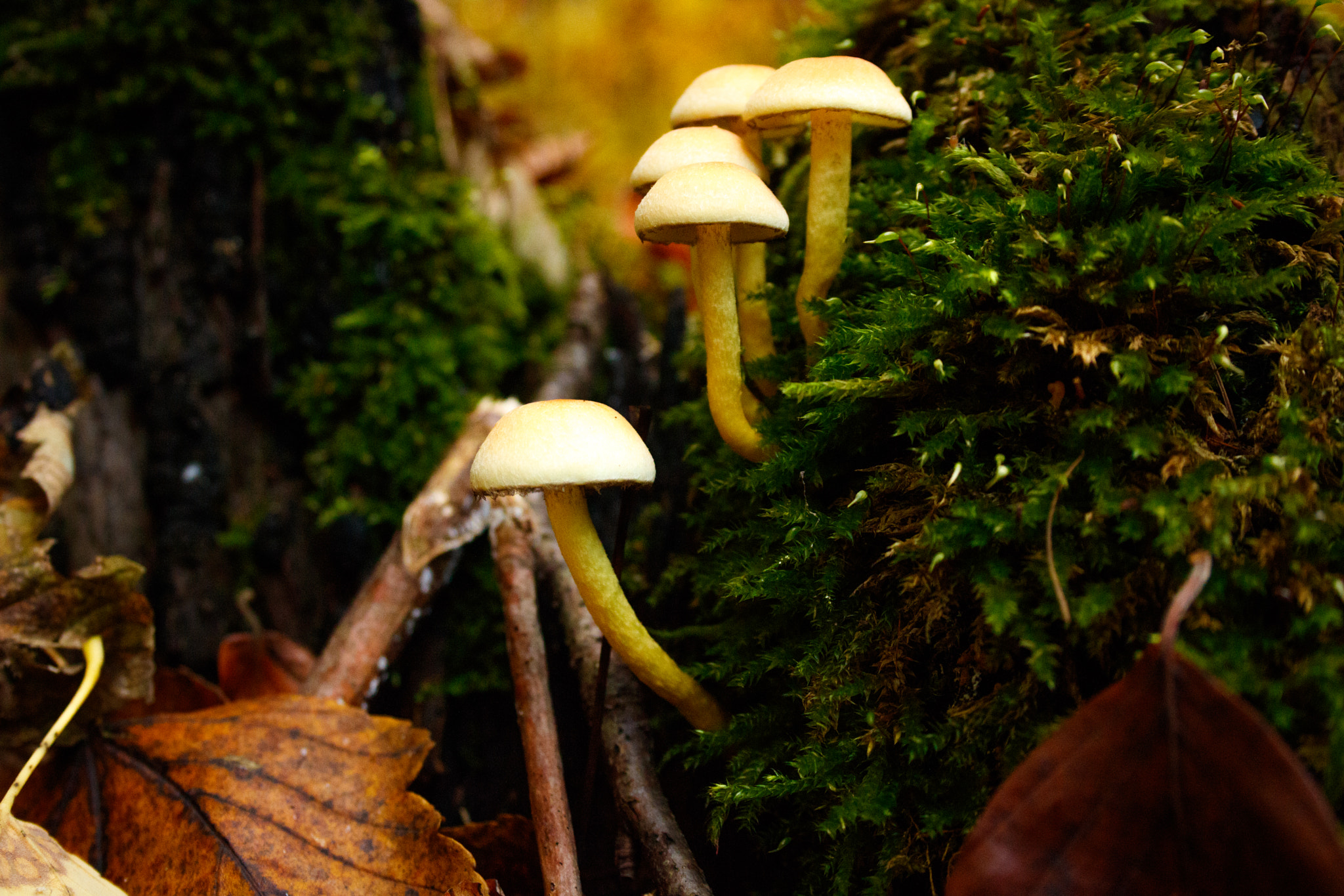 Canon EF-S 18-55mm F3.5-5.6 II sample photo. Mushroom10 photography