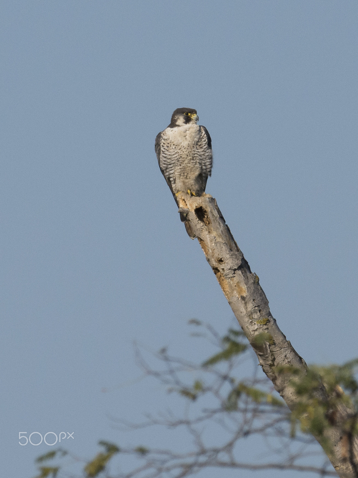 Nikon D7100 sample photo. Peregrine falcon photography