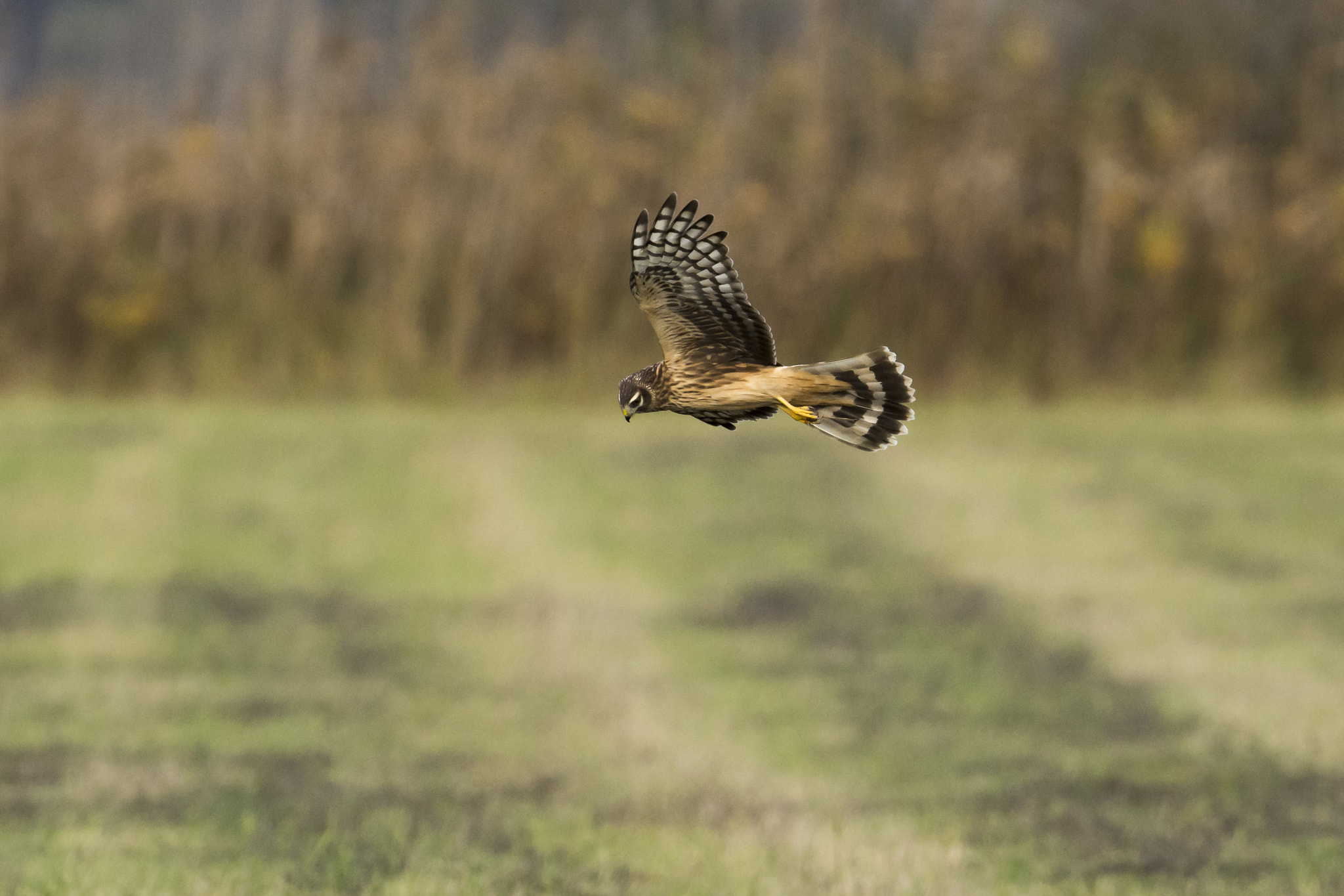 Nikon D7100 + Nikon AF-S Nikkor 500mm F4G ED VR sample photo. Hen harrier hunting photography