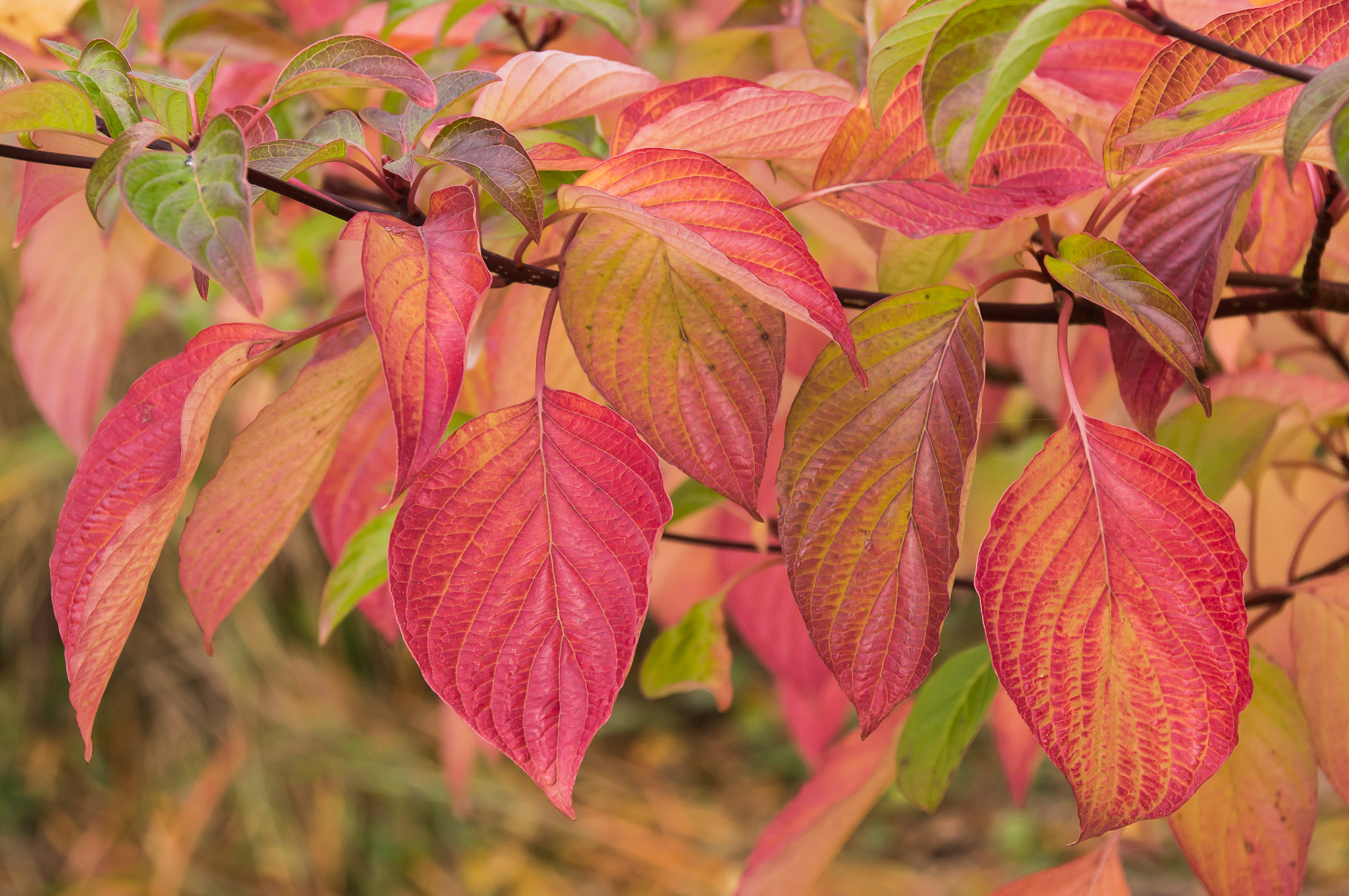 Sony Alpha NEX-6 + Tamron AF 28-105mm F4-5.6 [IF] sample photo. Autumn impression v photography