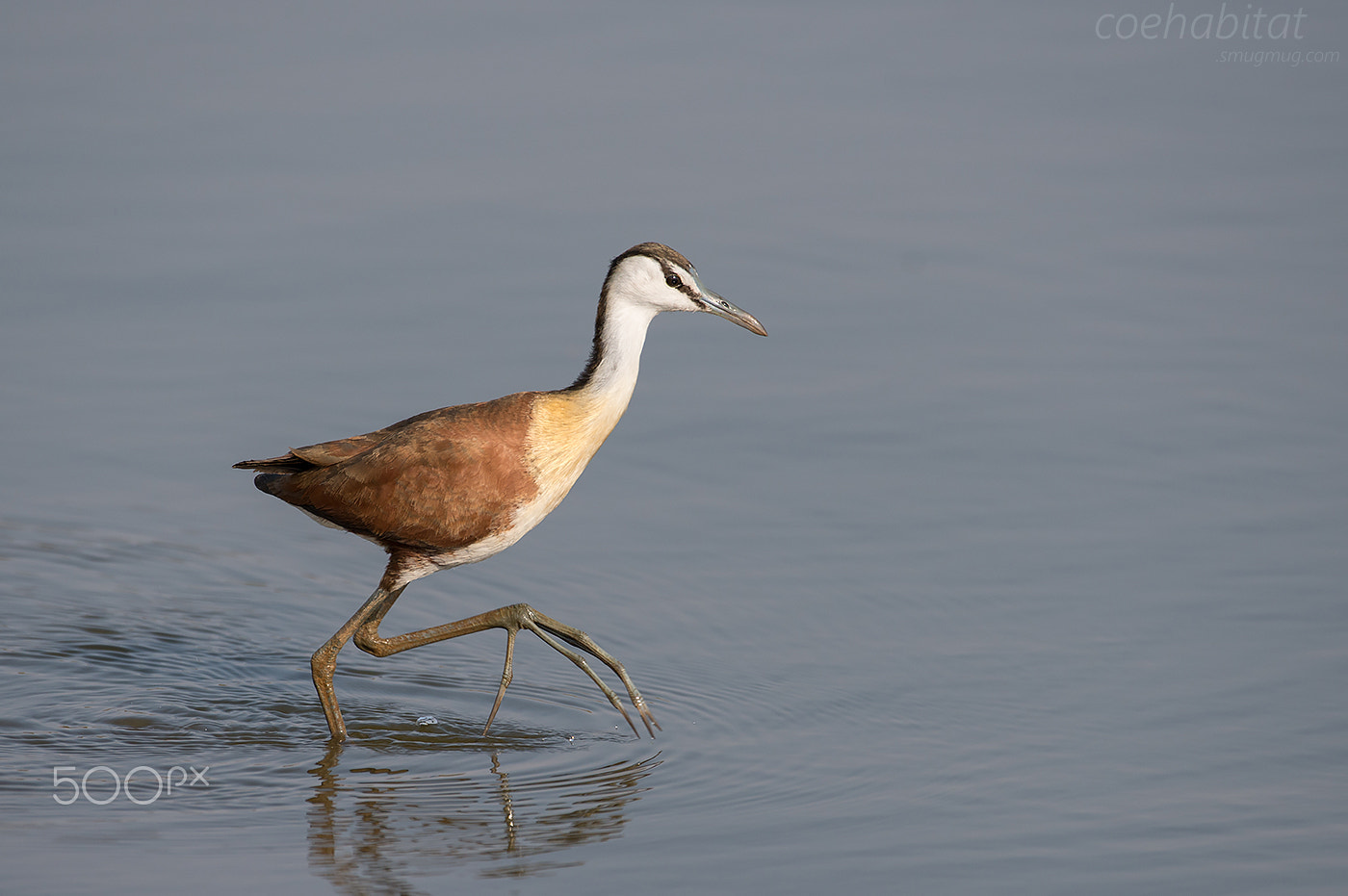 Nikon AF-S Nikkor 200-400mm F4G ED-IF VR sample photo. 'what big feet..' photography