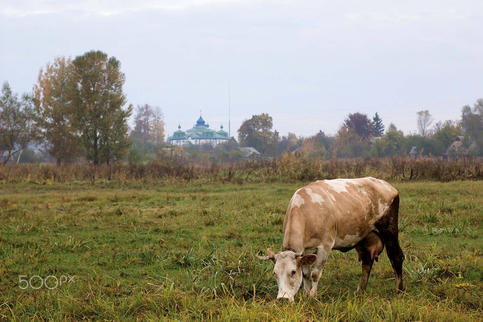 Canon EF 35-80mm f/4-5.6 sample photo. Cow on meadow photography