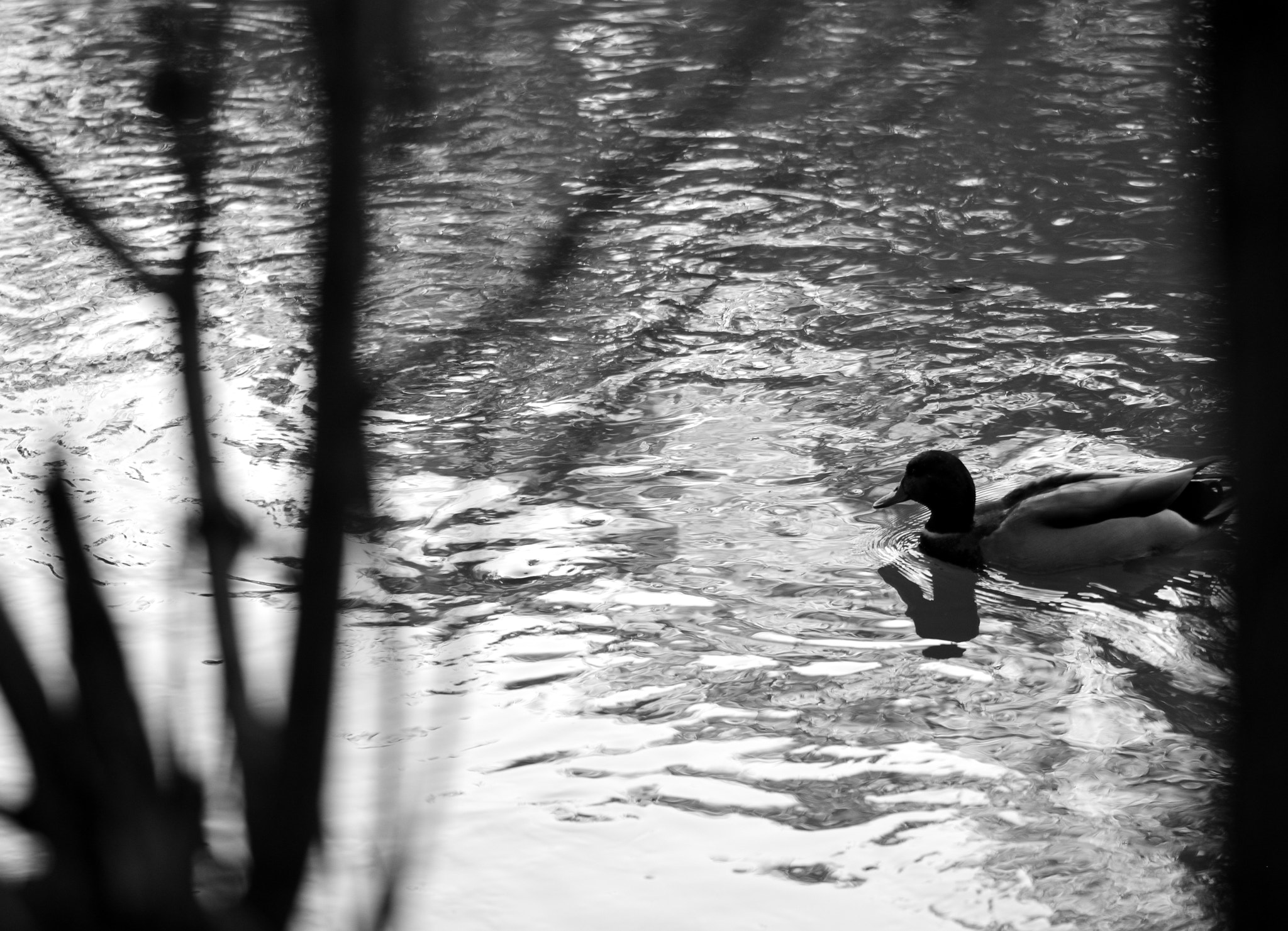 Sigma 105mm F2.8 EX DG OS HSM sample photo. Anas platyrhynchos photography