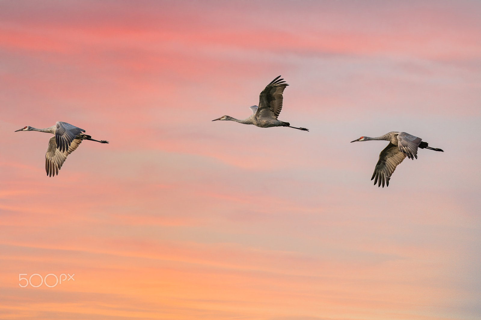Canon EOS 5DS R + Canon EF 100-400mm F4.5-5.6L IS II USM sample photo. Cranes at sunset photography