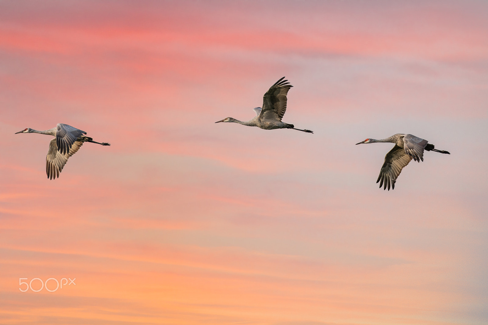 Canon EOS 5DS R sample photo. Cranes at sunset photography