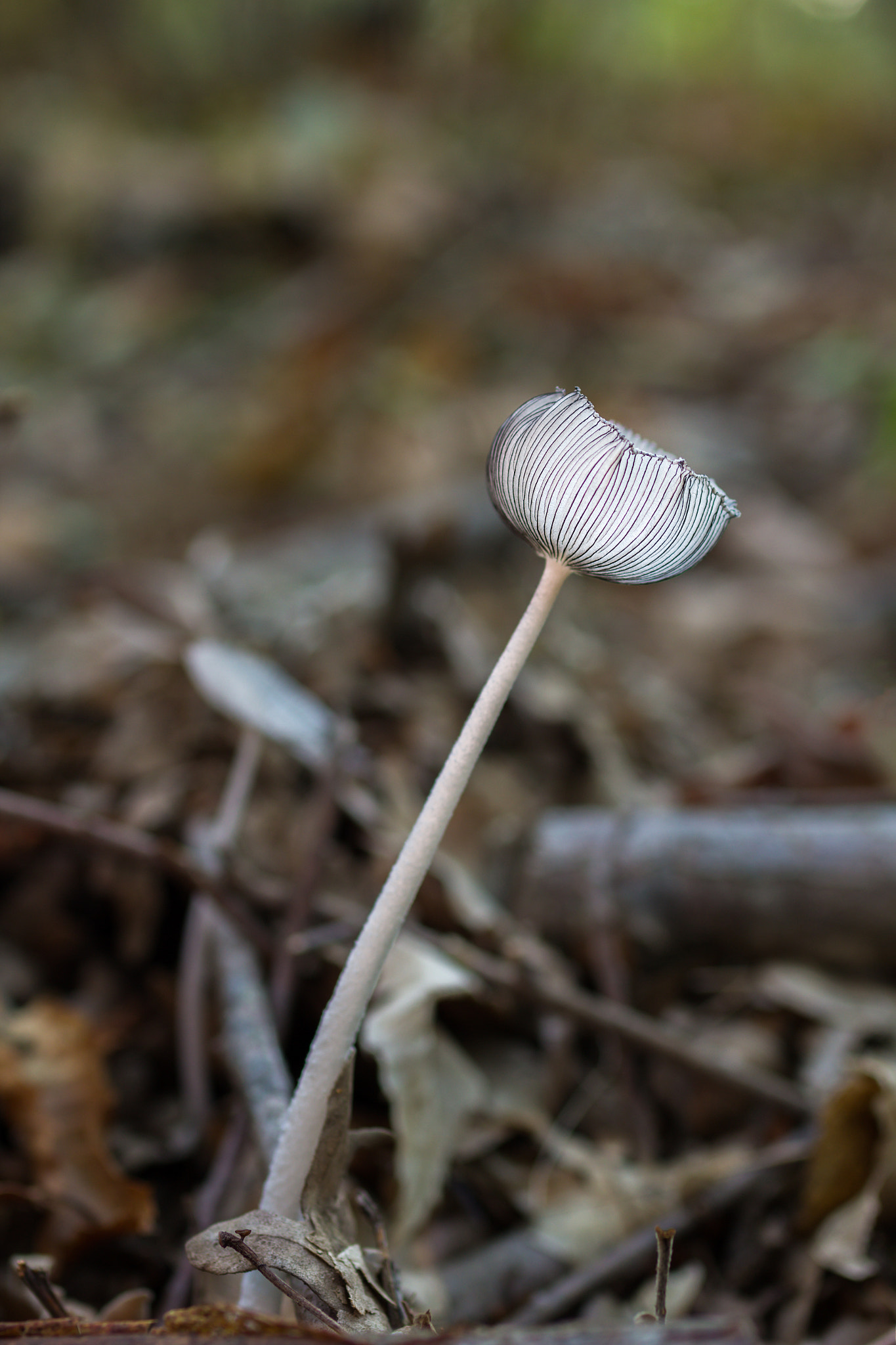 Sigma 50mm f/2.8 EX sample photo. Parasola plicatilis photography