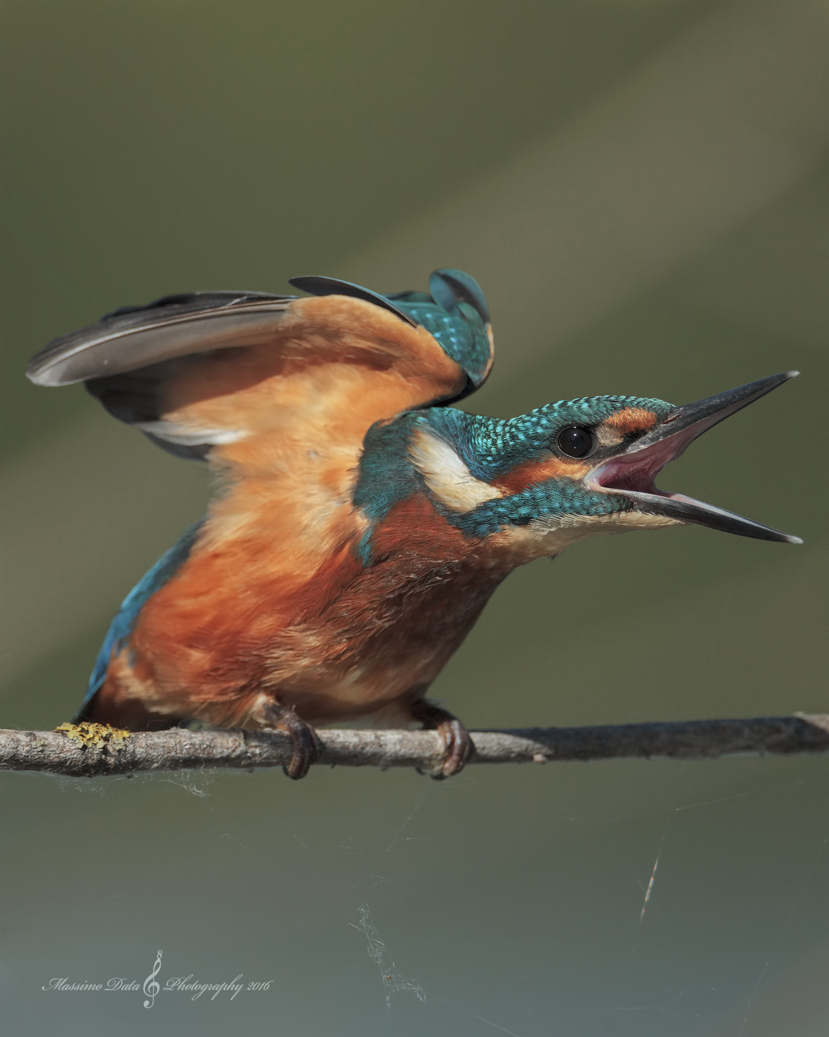 Canon EF 500mm F4L IS USM sample photo. Martino...arrabbiato photography