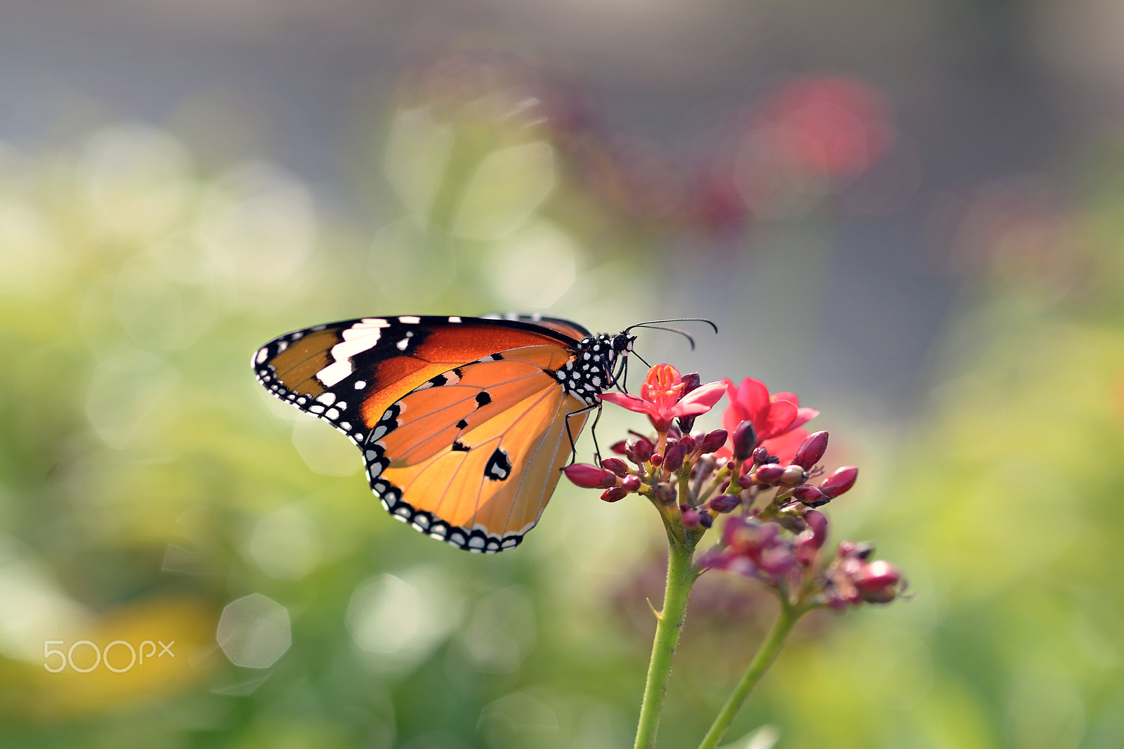 Sigma 105mm F2.8 EX DG Macro sample photo. Morning dream.... photography