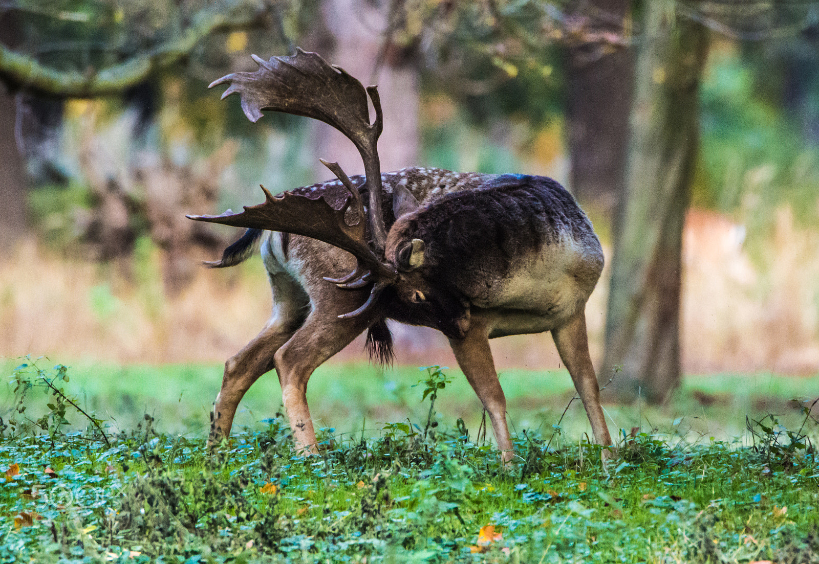 Nikon D3200 sample photo. Fallow deer during rutting season. photography