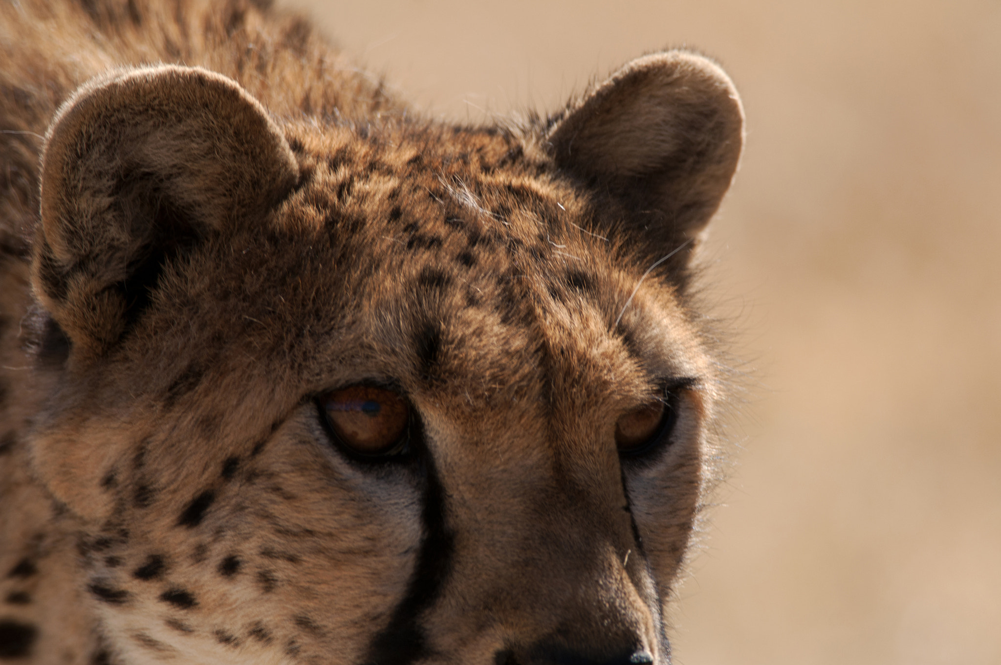 Nikon AF-S Nikkor 300mm F4D ED-IF sample photo. Ghepardo namibia photography