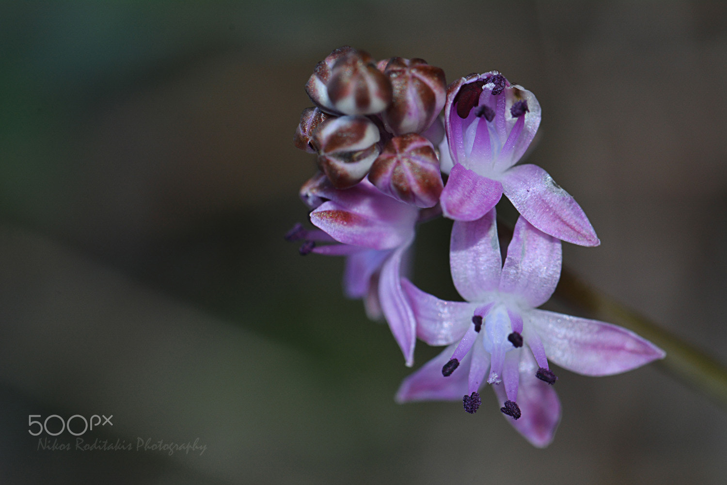 Nikon D5200 sample photo. The beauty of a small wild flower photography