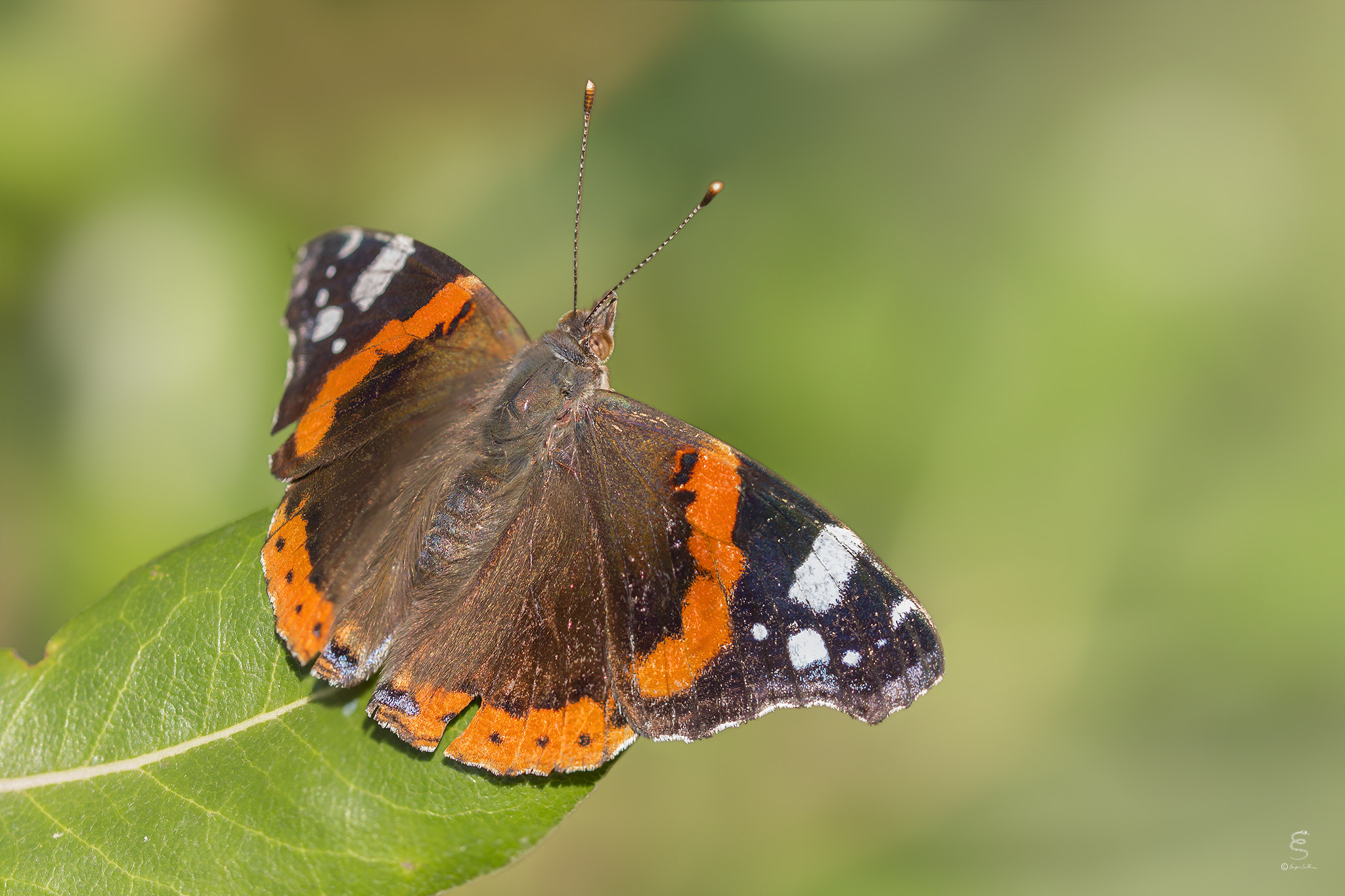 Sigma 105mm F2.8 EX DG OS HSM sample photo. Vanessa atalanta photography