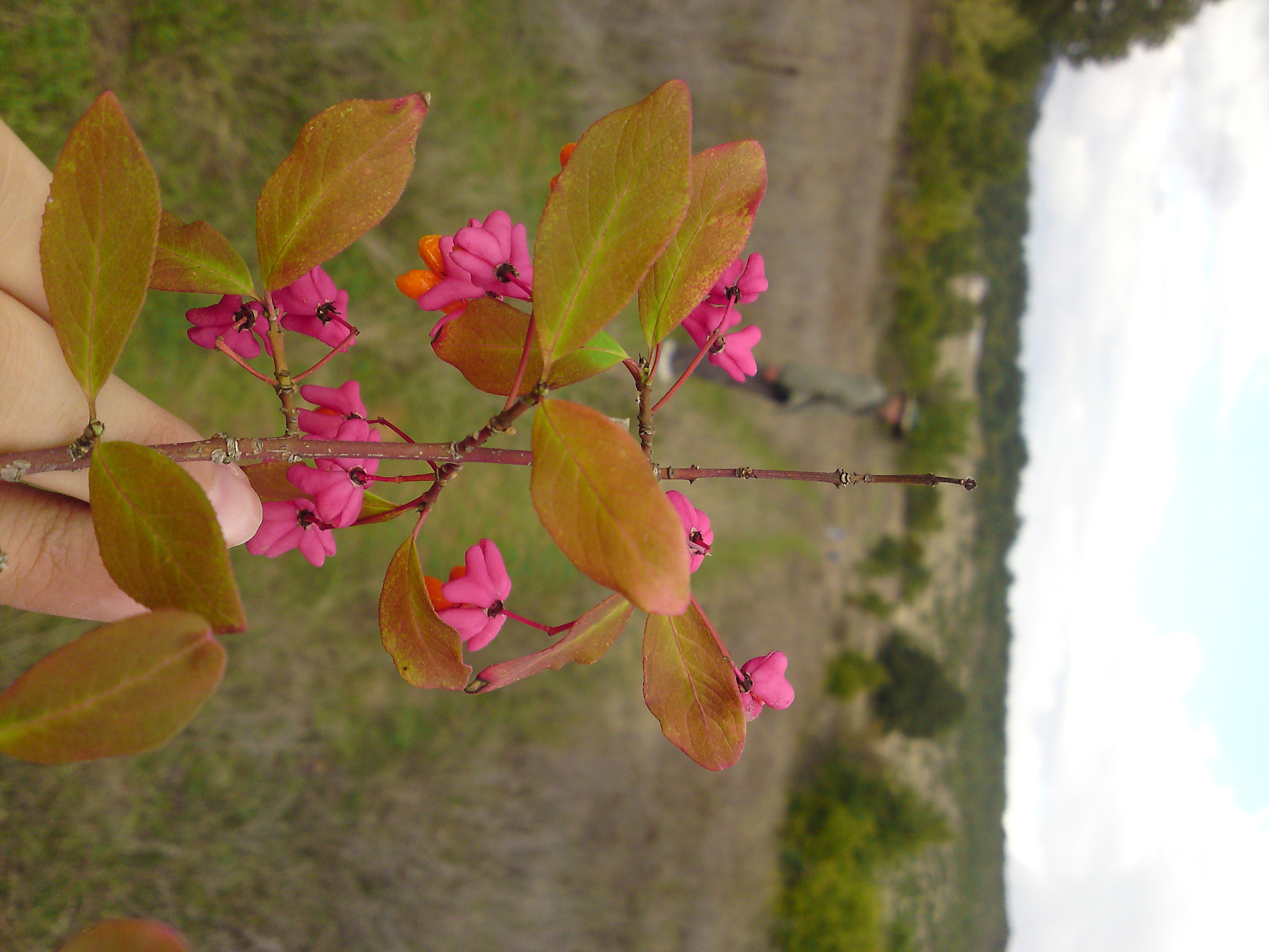 LG KC910 sample photo. I brought him a flower... photography