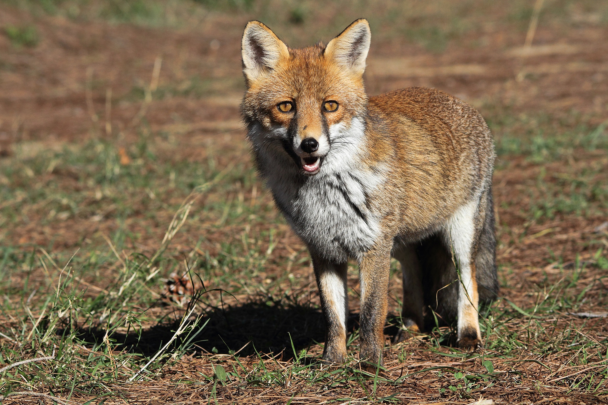 Sigma 150-500mm F5-6.3 DG OS HSM sample photo. Red fox, volpe rossa  photography